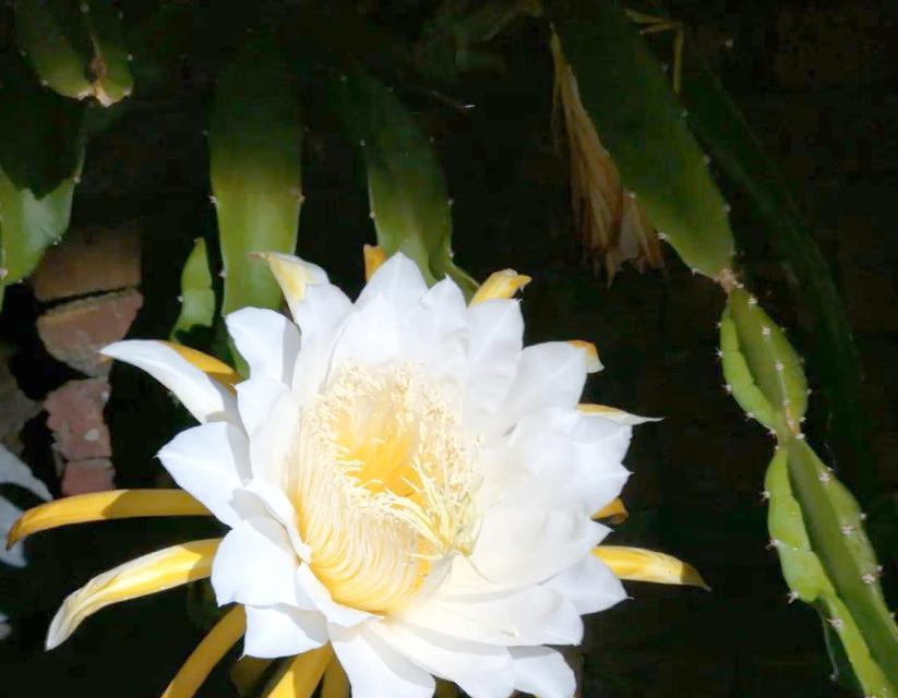 佛教圣花的宗教象征是什么？佛教圣花代表了什么？