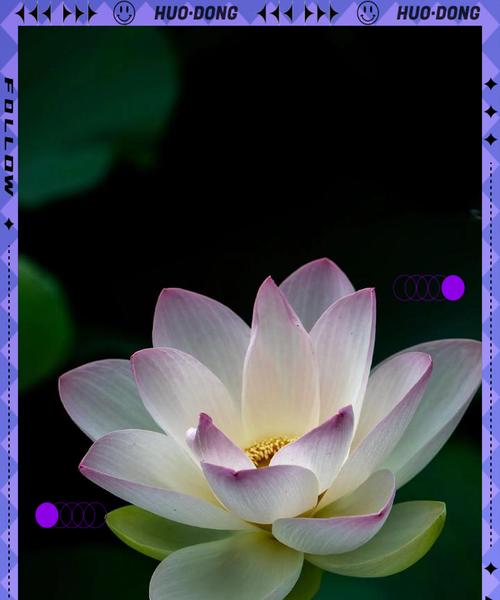 佛教圣花的宗教象征是什么？佛教圣花代表了什么？