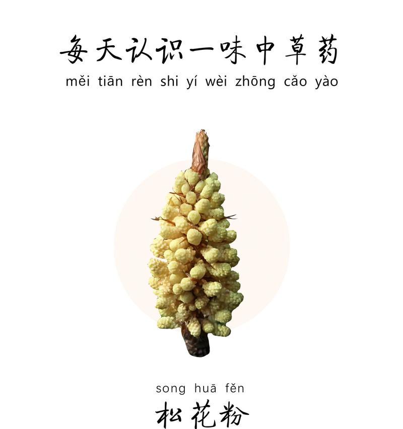 松针花的寓意有何深意？