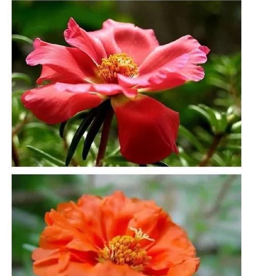 松针花的寓意有何深意？