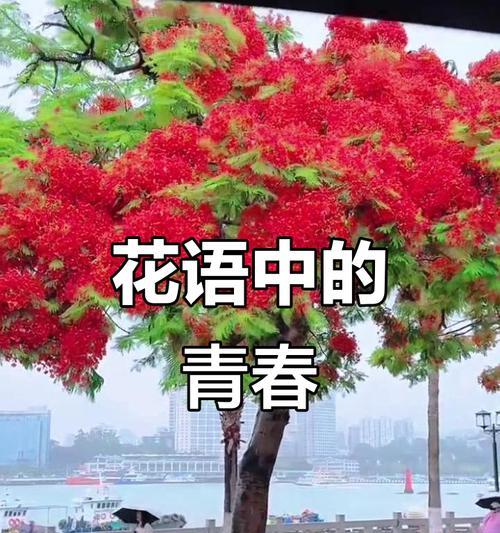 代表离别含义的花卉有哪些？选择表达离别的花