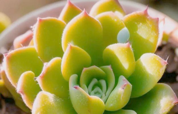 成长寓意的花有哪些？它们如何代表生命的力量？