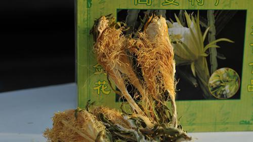 霸王花寓意与禁忌：使用时的注意事项