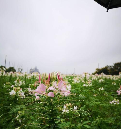 秋花的意义是什么？秋花的寓意是什么？