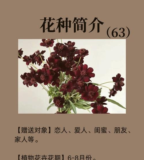 秋花的意义是什么？秋花的寓意是什么？