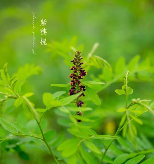 秋花的意义是什么？秋花的寓意是什么？