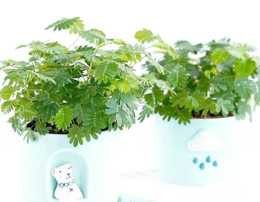 五种花卉组合的送礼意义是什么？如何选择合适的花卉组合？