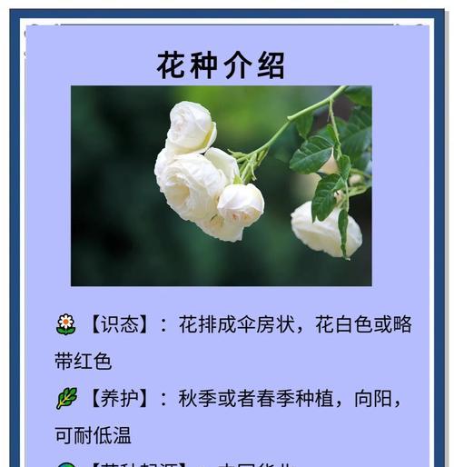 两白一黑花有何寓意？花卉中传递了哪些信息？