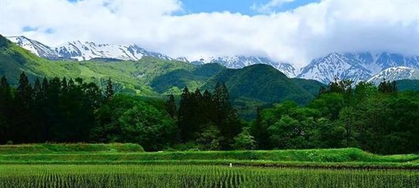 水田花的含义是什么？水田花在自然界中的作用和意义是什么？