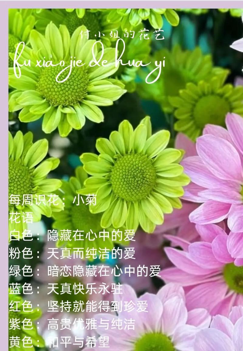 菊花的花语含义有哪些？象征意义是什么？