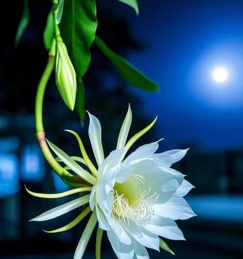 打破枷锁的花有哪些象征？哪些花代表打破枷锁？