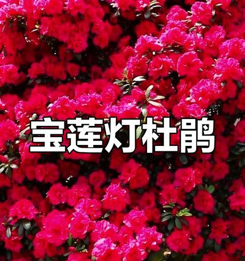 如何通过花表达富贵？富贵花语有哪些值得学习的美句？