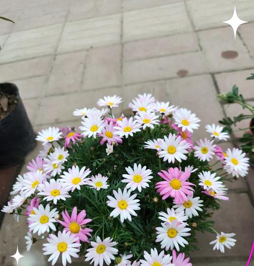 以木春菊的花语和传说（寓意深远的春菊，揭示爱与奇迹）