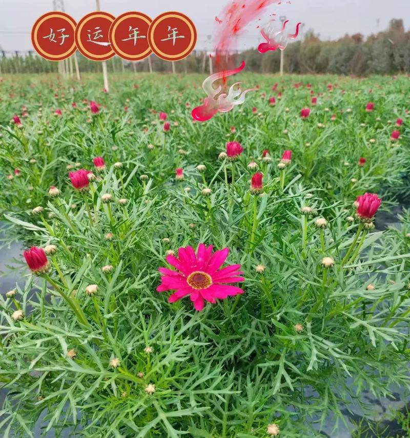 以木春菊的花语和传说（寓意深远的春菊，揭示爱与奇迹）