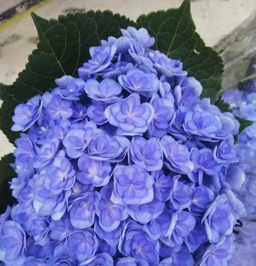 以郁金香之花语为主题的道歉挽回之道（郁金香，诚挚的道歉与真心的挽回）