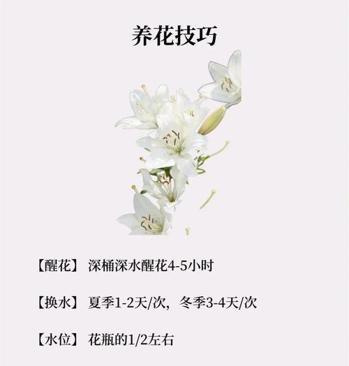 百合花花语传说的美丽寓意（揭秘百合花的内涵和象征意义）