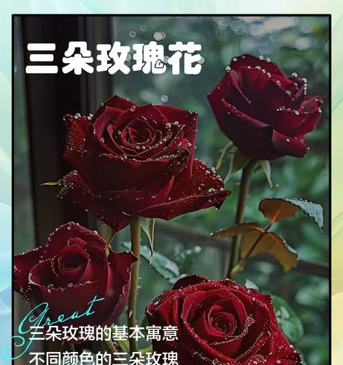 十一朵玫瑰的意义与传承（探寻十一朵玫瑰的象征意义及历史渊源）