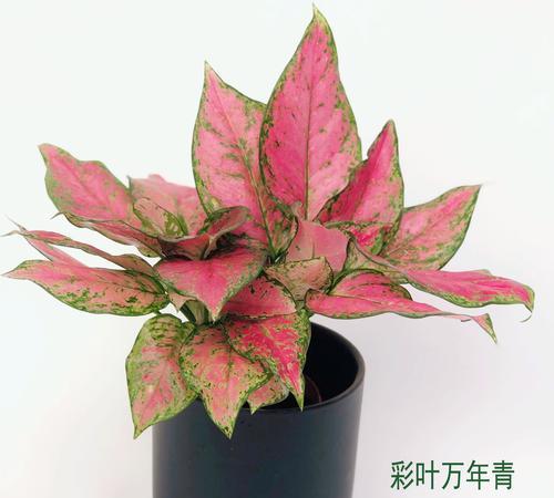 万年青花（探寻万年青花的神奇特性与美丽之处）