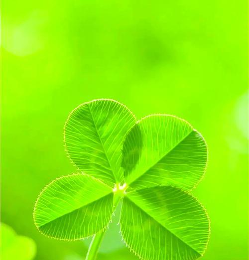 四叶草花语，寓意幸运与希望（揭秘四叶草的象征意义，给生活带来好运）