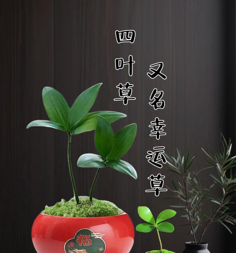 四叶草花语，寓意幸运与希望（揭秘四叶草的象征意义，给生活带来好运）