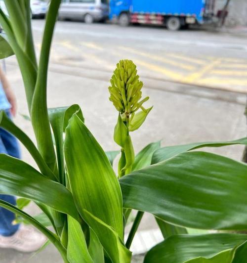 万年青的象征意义与生命力（探究万年青在文化与自然中的象征与意义）