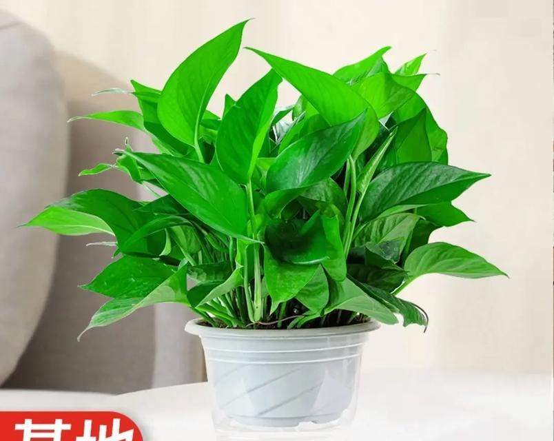 绿萝花语（探寻绿萝花语的秘密及其生活与工作的益处）