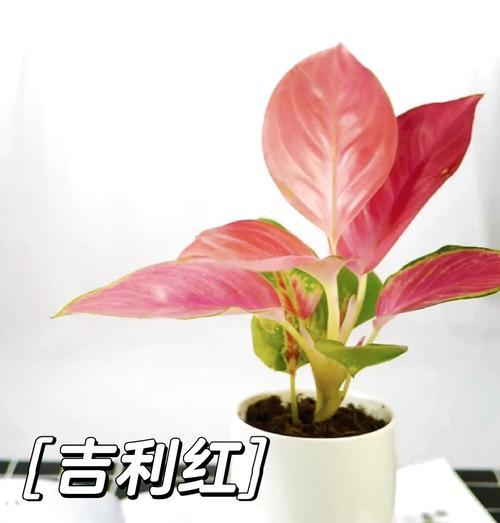 绿萝花语（探寻绿萝花语的秘密及其生活与工作的益处）