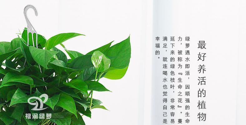 绿萝花语（探寻绿萝花语的秘密及其生活与工作的益处）
