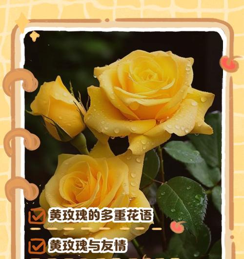 七彩花海，领略不同色彩的玫瑰花语（用花语品味不同色彩的玫瑰）