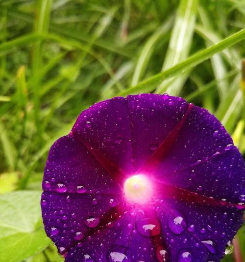 牵牛花的花语与含义（牵牛花的美丽与神秘）