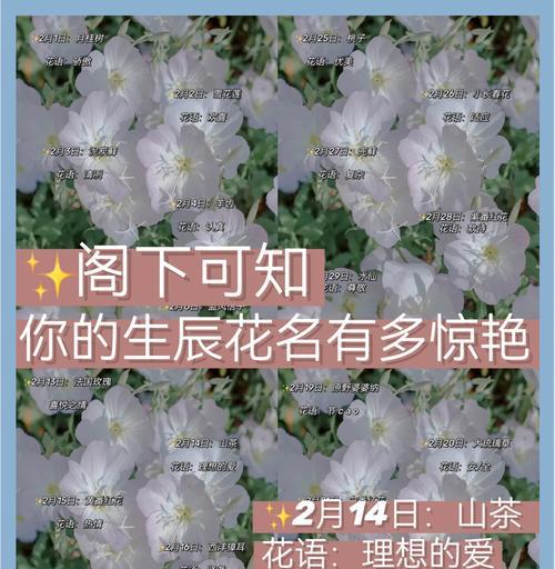 以香石竹的花语及其寓意（解读以香石竹的花语，传达爱、美与祝福）