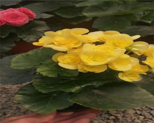 丽格海棠花摘心意味着什么？（探索丽格海棠花摘心的内涵与象征）