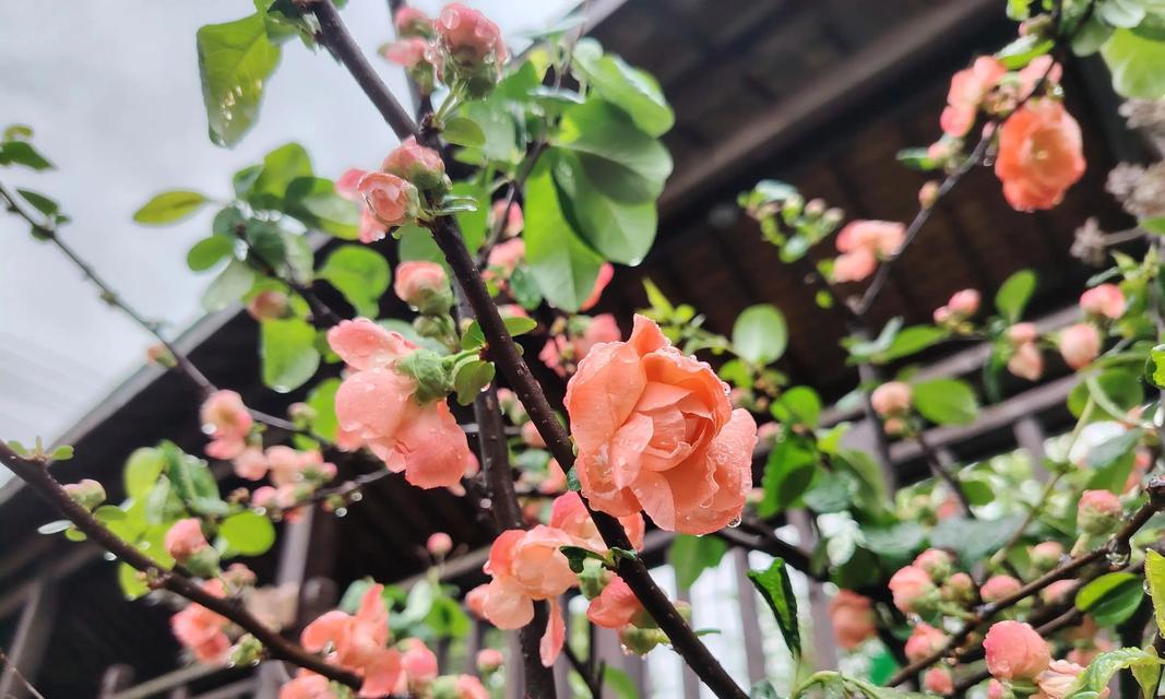 丽格海棠花摘心意味着什么？（探索丽格海棠花摘心的内涵与象征）