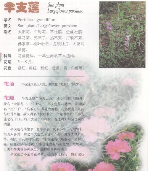 蝴蝶兰（美丽绽放的奇迹，传递着勇气和希望）