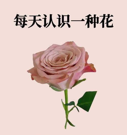 蝴蝶兰（美丽绽放的奇迹，传递着勇气和希望）