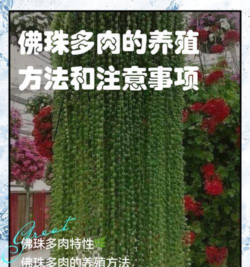 多肉佛珠开花，花开寓意何在？（探寻多肉佛珠开花的神秘与美丽）