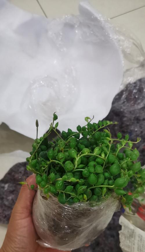 多肉佛珠开花，花开寓意何在？（探寻多肉佛珠开花的神秘与美丽）