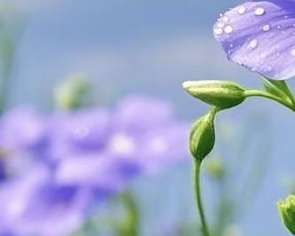 希望之花（点亮希望，绽放曙光）