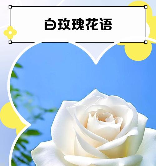 白玫瑰花语与适宜赠送的对象（白玫瑰的深刻含义和赠送建议）