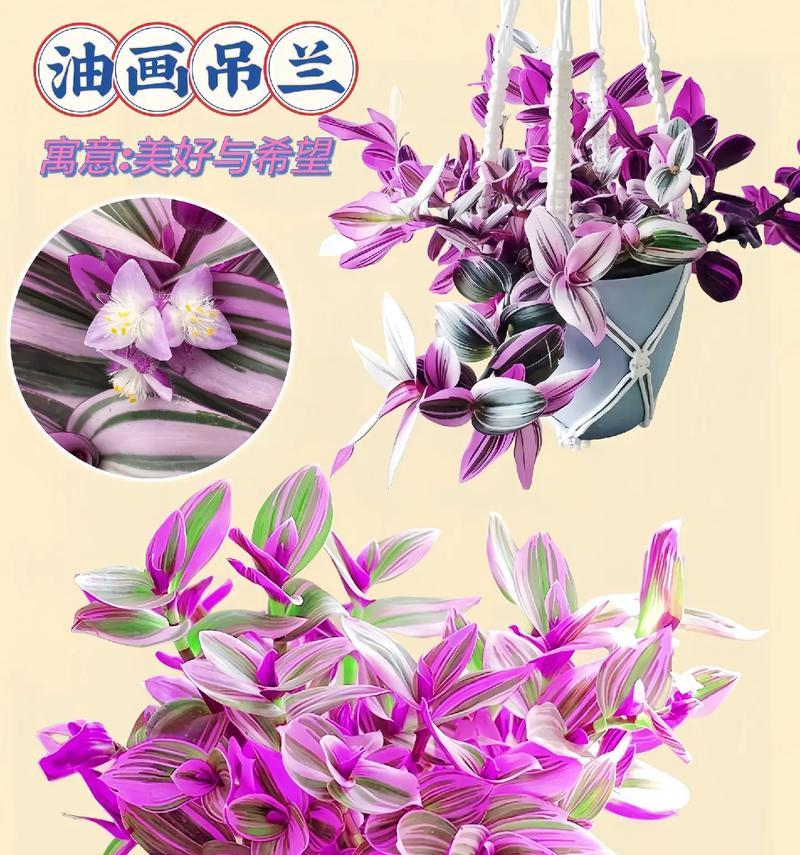 吊兰花语揭示生活的美好（透过吊兰花语探寻幸福与希望的含义）