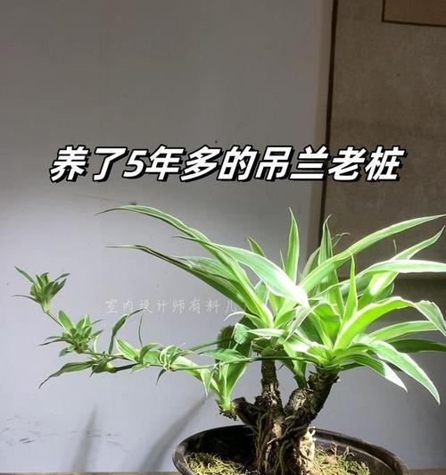 吊兰花语揭示生活的美好（透过吊兰花语探寻幸福与希望的含义）