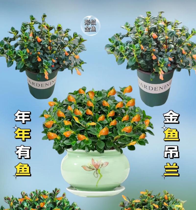 吊兰花语揭示生活的美好（透过吊兰花语探寻幸福与希望的含义）