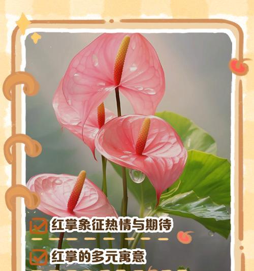 红掌寓意与象征风水的深意（解读红掌的吉祥含义及其在风水中的应用）