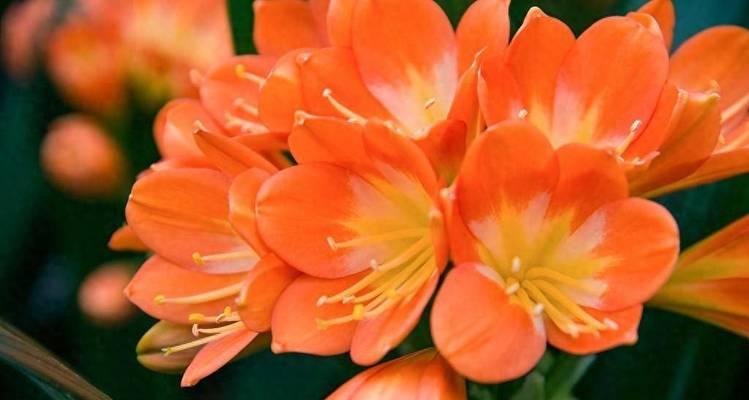 君子兰花（君子兰花的象征意义和文化内涵）