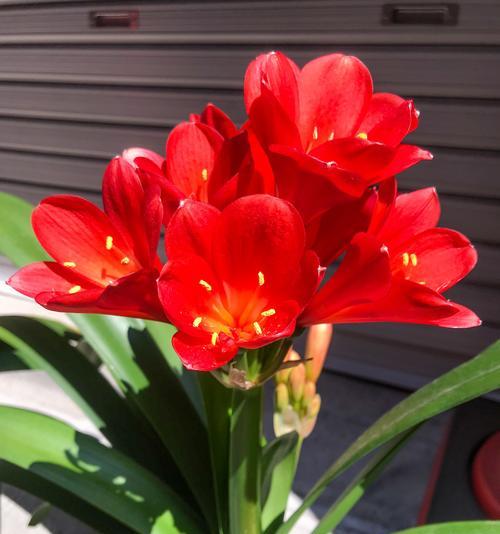君子兰花（君子兰花的象征意义和文化内涵）