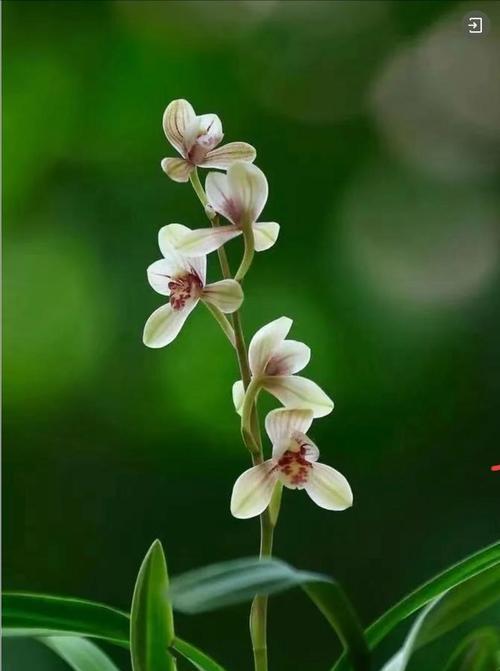 君子兰花（君子兰花的象征意义和文化内涵）