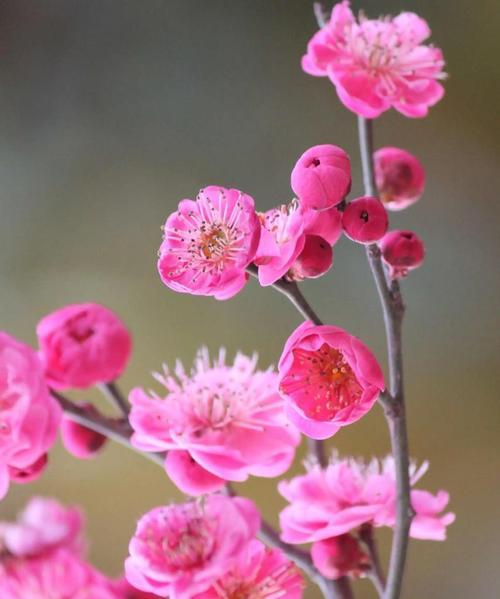 梅花祥瑞，寓吉祥之意（以梅花代表吉祥，探寻传统文化中的吉祥象征）