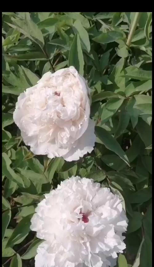 多肉白牡丹花语的深意（揭示多肉白牡丹的花语，感受其美妙之意）