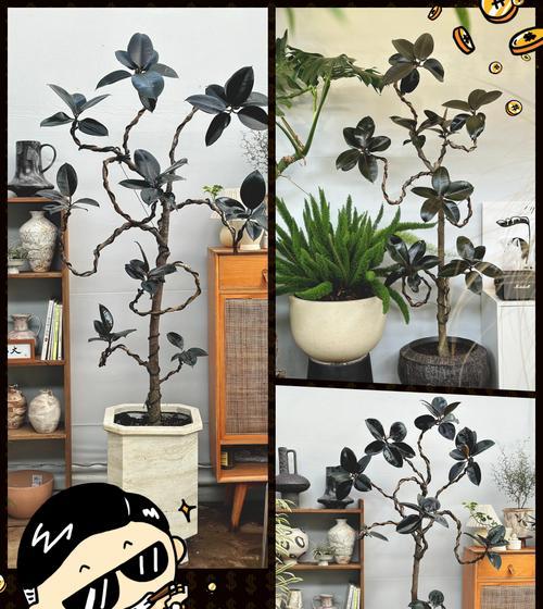 橡皮树，招财旺运的吉祥之源（探寻橡皮树的财富象征及其神奇力量）