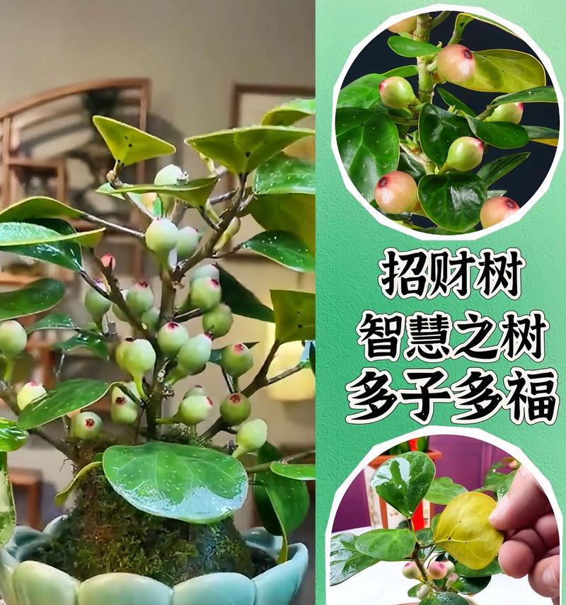 橡皮树，招财旺运的吉祥之源（探寻橡皮树的财富象征及其神奇力量）